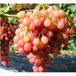 Тасон виноград, очень ранний, цвет ягод белый, зеленовато-желтый с румянцем