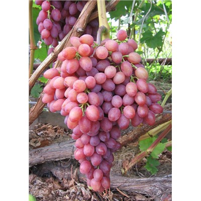 Кишмиш Лучистый виноград золотисто-розовый (в тубе)