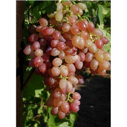 Кишмиш Мечта виноград средне-ранний розовый (в тубе)