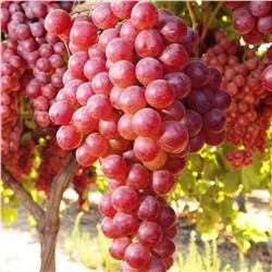 Новый русский виноград, очень ранний (110-115 дней).