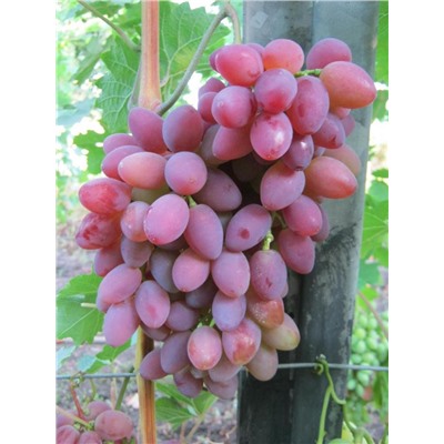 Арочный виноград ранний сорт красный (в тубе)