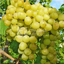 Восторг виноград,очень ранний,  цвет ягод белый, золотисто-зеленый с румянцем