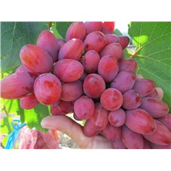 Богема виноград ранний, розово-красный (в тубе)
