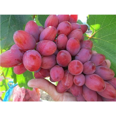 Богема виноград ранний, розово-красный (в тубе)