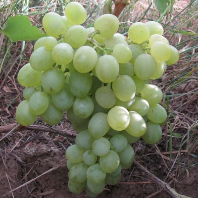 Белое чудо виноград ранний, цвет ягод белый, зеленовато-желтый.