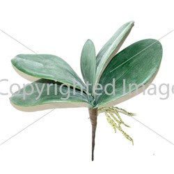 Корень орхидеи 22 см/лист 13см