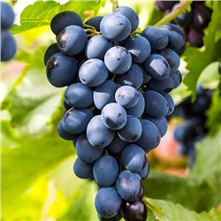 Черная вишня виноград сверхранний, черно-синий (в тубе)
