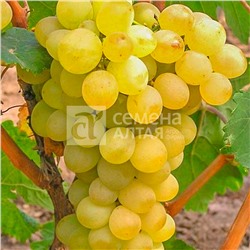 Триумф виноград, ранний, цвет ягод: золотисто-желтый