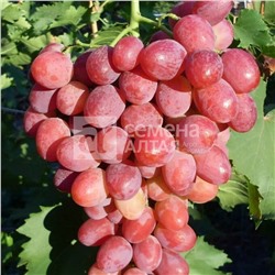 София виноград, раннеспелый цвет ягод розовый