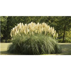 Вайт Фезер пампасная трава белое перьевидное соцветие  1шт (в тубе)