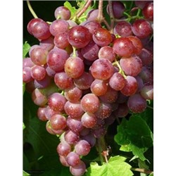 Русский Ранний, очень ранний, цвет ягод темно-розовый виноград