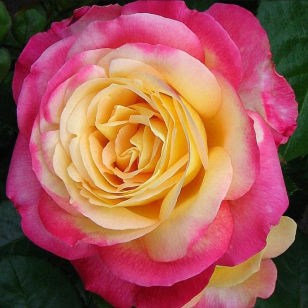Розы Желтые С Розовой Каймой